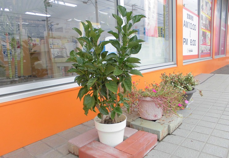 ザ・ゴールド 新居浜北新町店の写真3