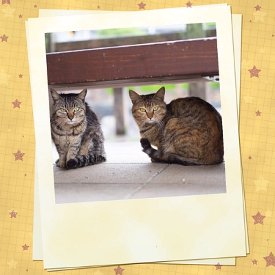 猫♪【丸亀店】 香川県丸亀市にあるザ・ゴールド 丸亀店の画像2