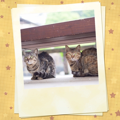 猫♪【丸亀店】 香川県丸亀市にあるザ・ゴールド 丸亀店の画像3
