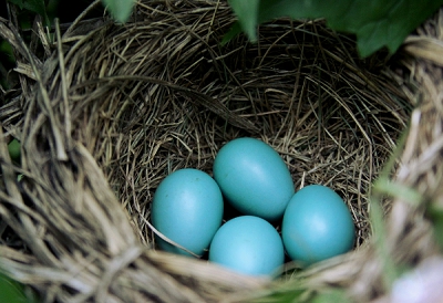 ティファニーの青色の箱は卵が由来??【東広島店】