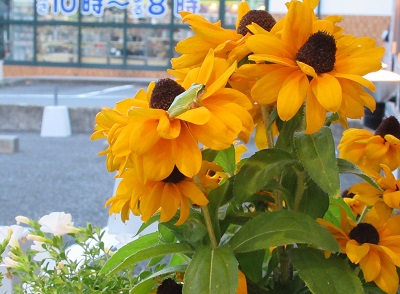 お花の住人  【富士店】 静岡県富士市にあるザ・ゴールド 富士店の画像3