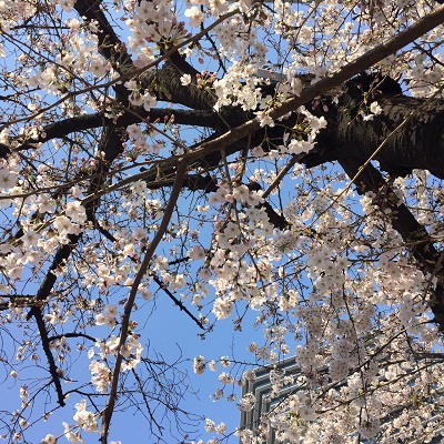 銀座の街で桜に出会いました【銀座店】 東京都中央区にあるザ・ゴールド 銀座店の画像2