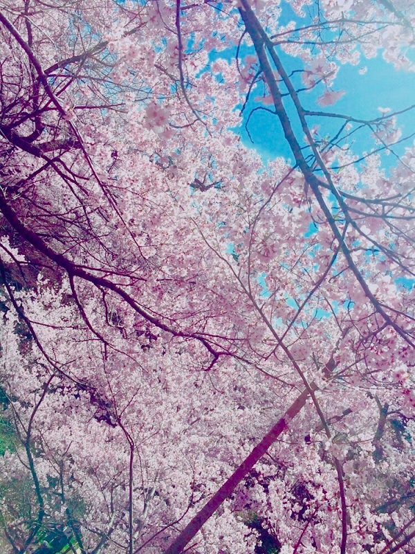 お花見✿行ってきました！ 【東岡谷店】 長野県諏訪郡にあるザ・ゴールド 東岡谷店の画像1