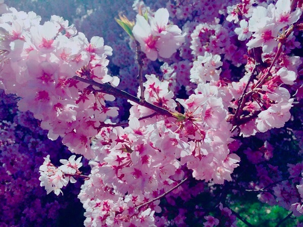 お花見✿行ってきました！ 【東岡谷店】 長野県諏訪郡にあるザ・ゴールド 東岡谷店の画像2