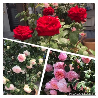 薔薇の花がたくさん咲きました！【南松本店/長野県/松本市】