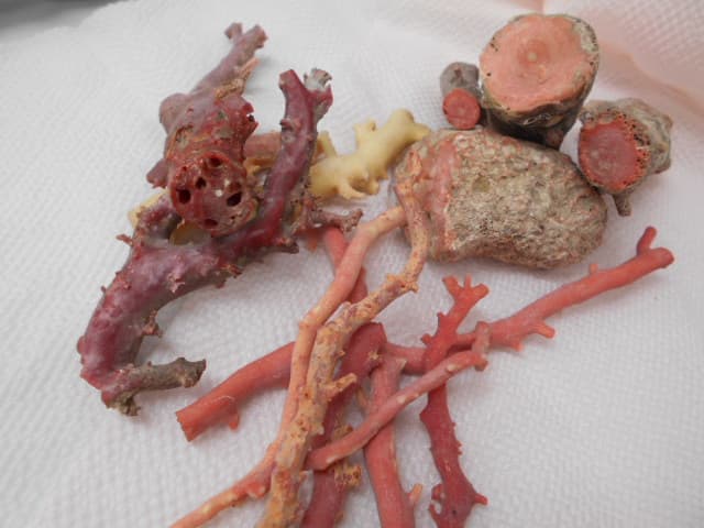 珊瑚の枝　【新発田店】 新潟県新発田市にあるザ・ゴールド 新発田店（※12/8に新発田イオンモール前店に移転いたしました） の画像1