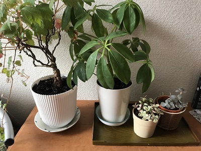 植物育ちについて【三条店】 新潟県三条市にあるザ・ゴールド 三条店の画像2