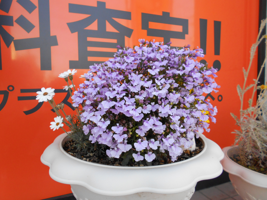 プランターの花が元気に咲いています【いわき平店】 福島県いわき市にあるザ・ゴールド いわき平店の画像1