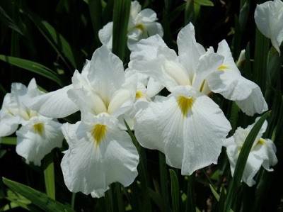 イヴ・サン＝ローランについて【郡山横塚店】 福島県郡山市にあるザ・ゴールド 郡山横塚店の画像2