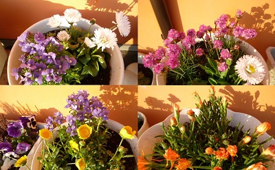 可愛いお花が揃いました　【新白河店】 福島県白河市にあるザ・ゴールド 新白河店の画像2