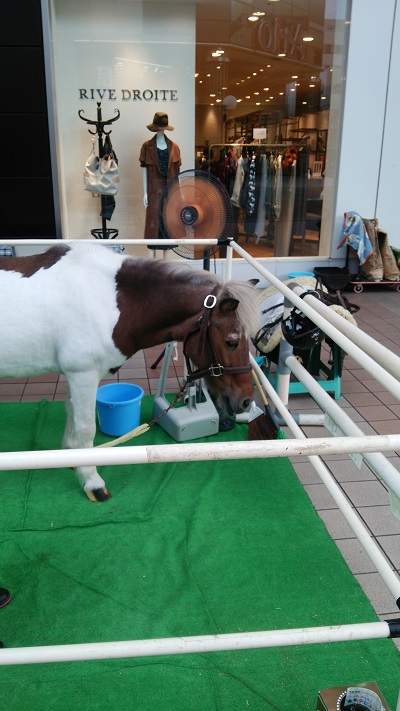 お馬に乗りたい！！【南吉成店】 宮城県仙台市にあるザ・ゴールド 南吉成店の画像2