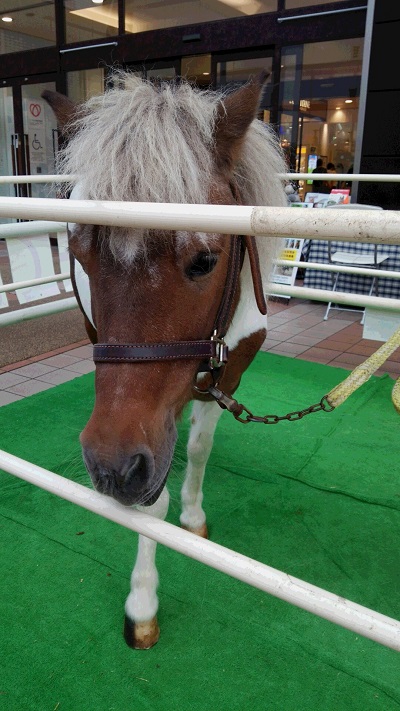 お馬に乗りたい！！【南吉成店】 宮城県仙台市にあるザ・ゴールド 南吉成店の画像3