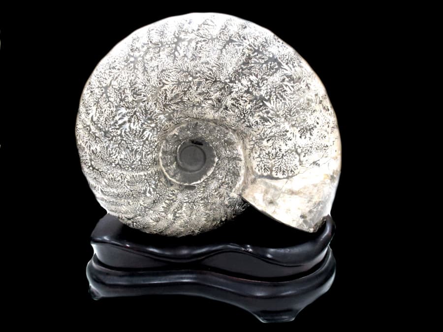 アンモナイト彫刻置物　【帯広店】