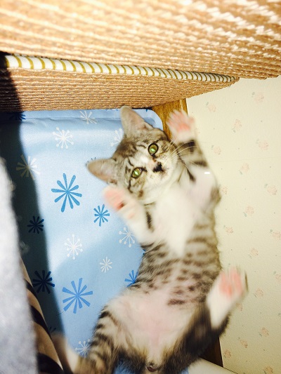 やんちゃな愛猫【釧路店】 北海道釧路市にあるザ・ゴールド 釧路店の画像2