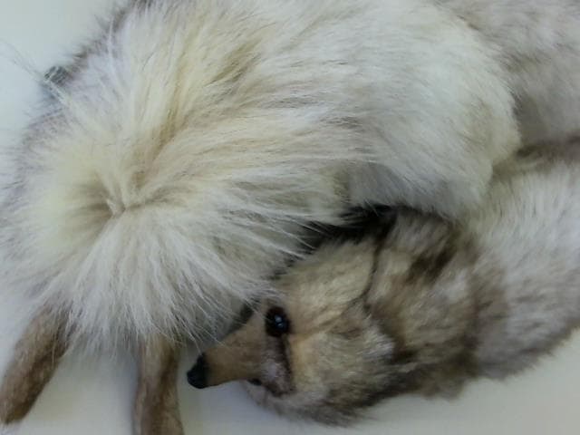 毛皮　　【釧路店】 北海道釧路市にあるザ・ゴールド 釧路店の画像1