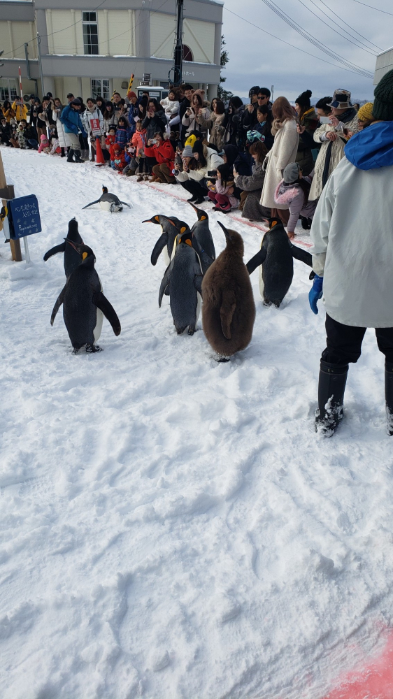 ペンギンのお散歩みてきました！【札幌狸小路3丁目店/北海道/札幌市中央区】