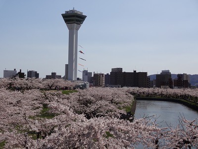 5月2日の函館五稜郭は満開の桜でした。【平岡店】  