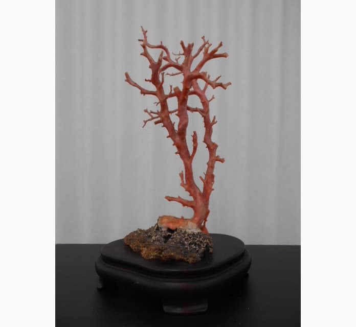 枝珊瑚の買取実績【燕三条店/新潟県/燕市】 新潟県燕市井土巻2丁目にあるザ・ゴールド 燕三条店の画像1